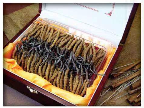 榕城冬虫夏草回收